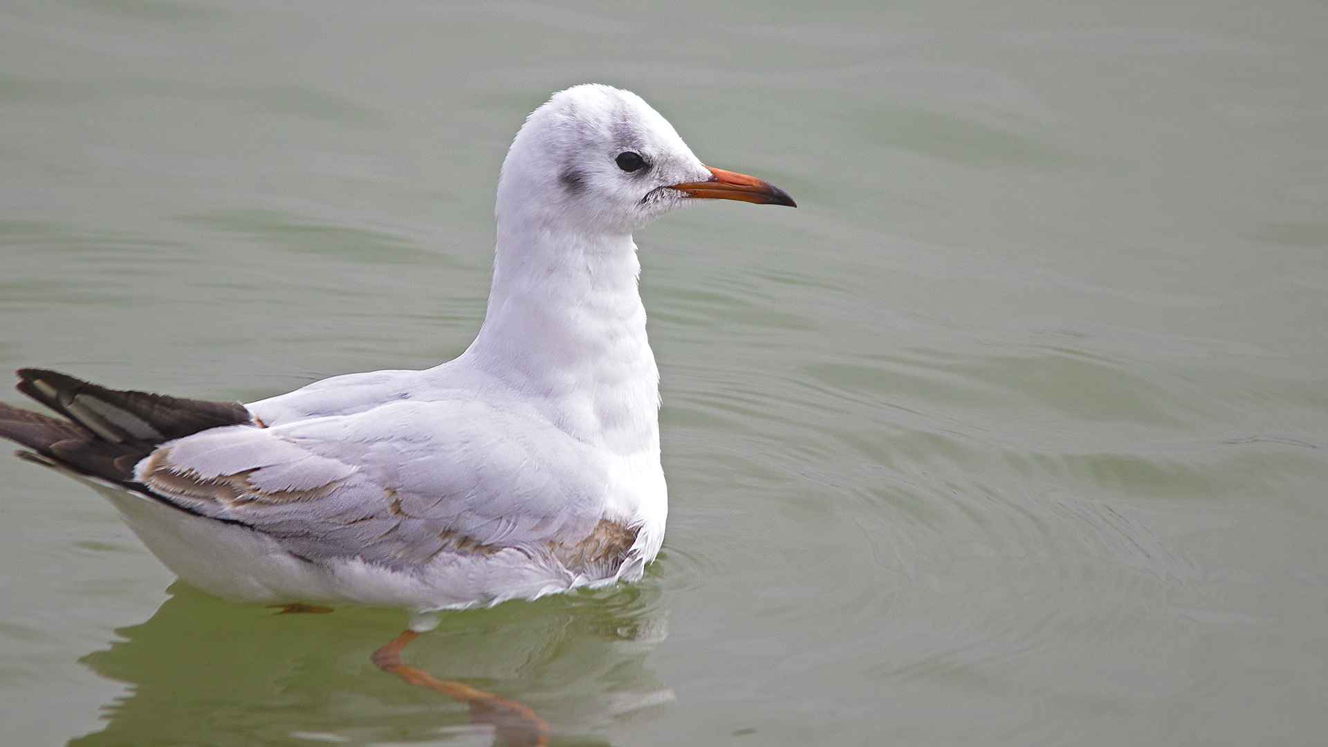 Black-headed Gull